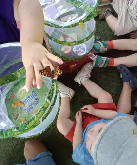 butterflies
